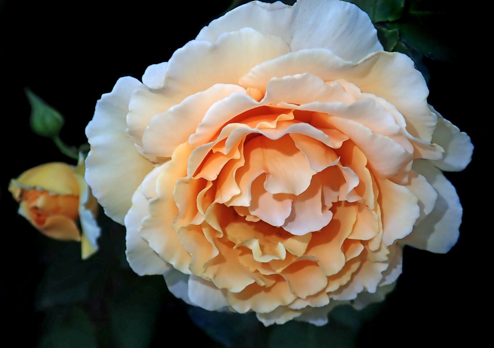 Olympus TG-5 sample photo. Rose, flower, garden photography