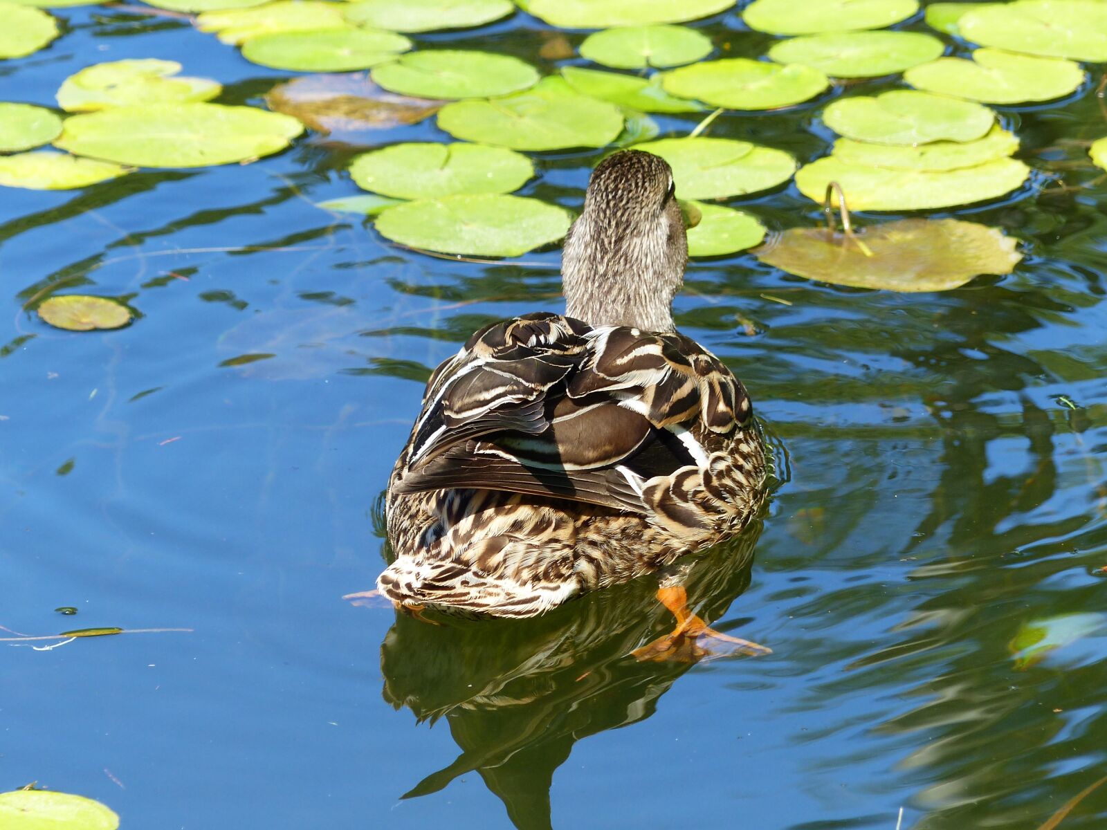 Panasonic Lumix DMC-FZ200 sample photo. Duck, water bird, pond photography