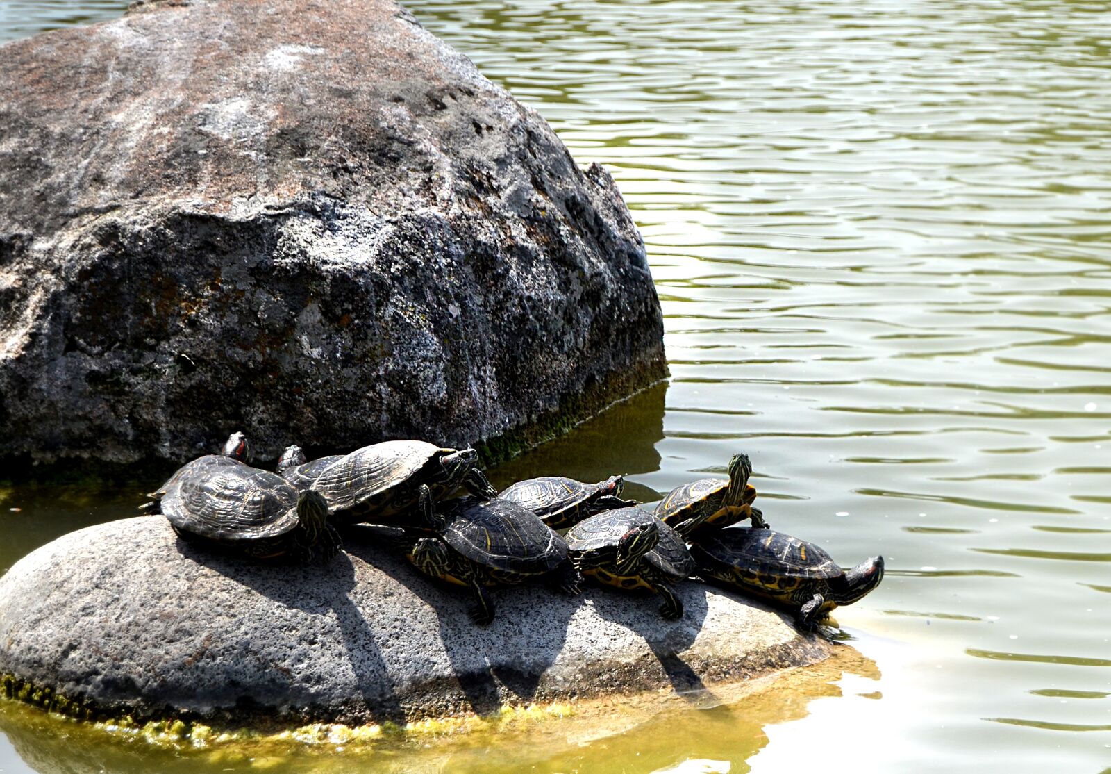 Nikon D5100 sample photo. Nature, kennedy, stone photography