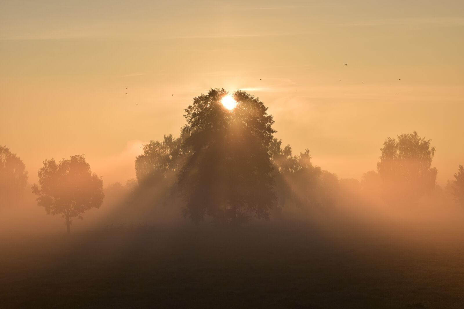 Nikon D3300 sample photo. Sun, sunrise, morgenrot photography