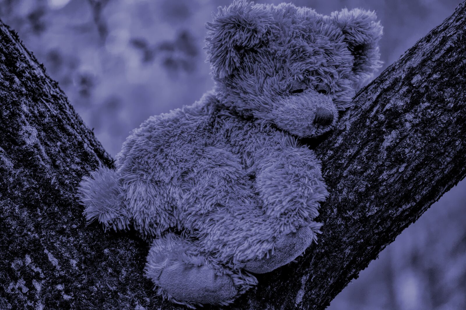 Nikon D3200 sample photo. Teddy, night, sleep photography
