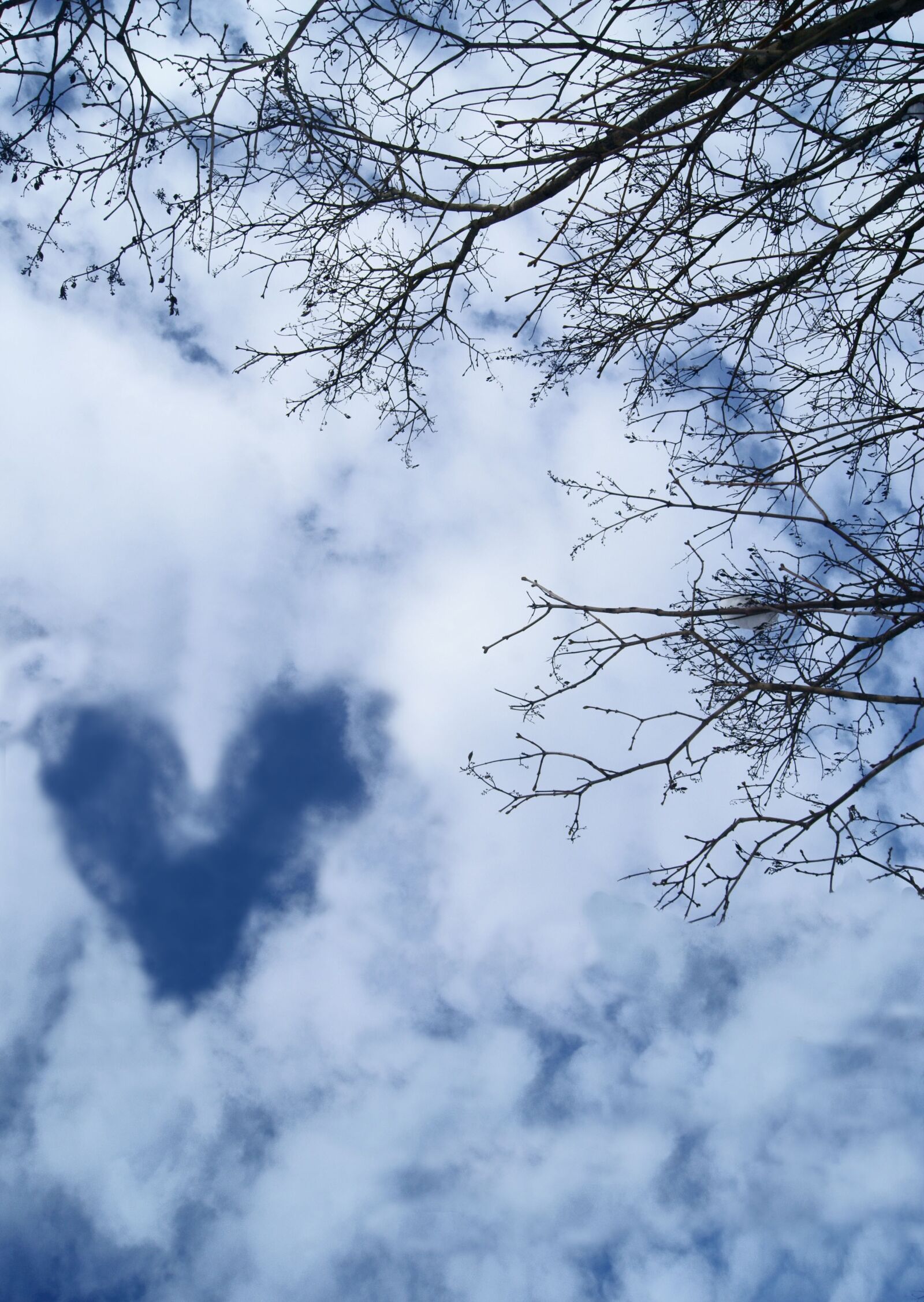 Sony Alpha DSLR-A330 sample photo. Sky, heart, branch photography