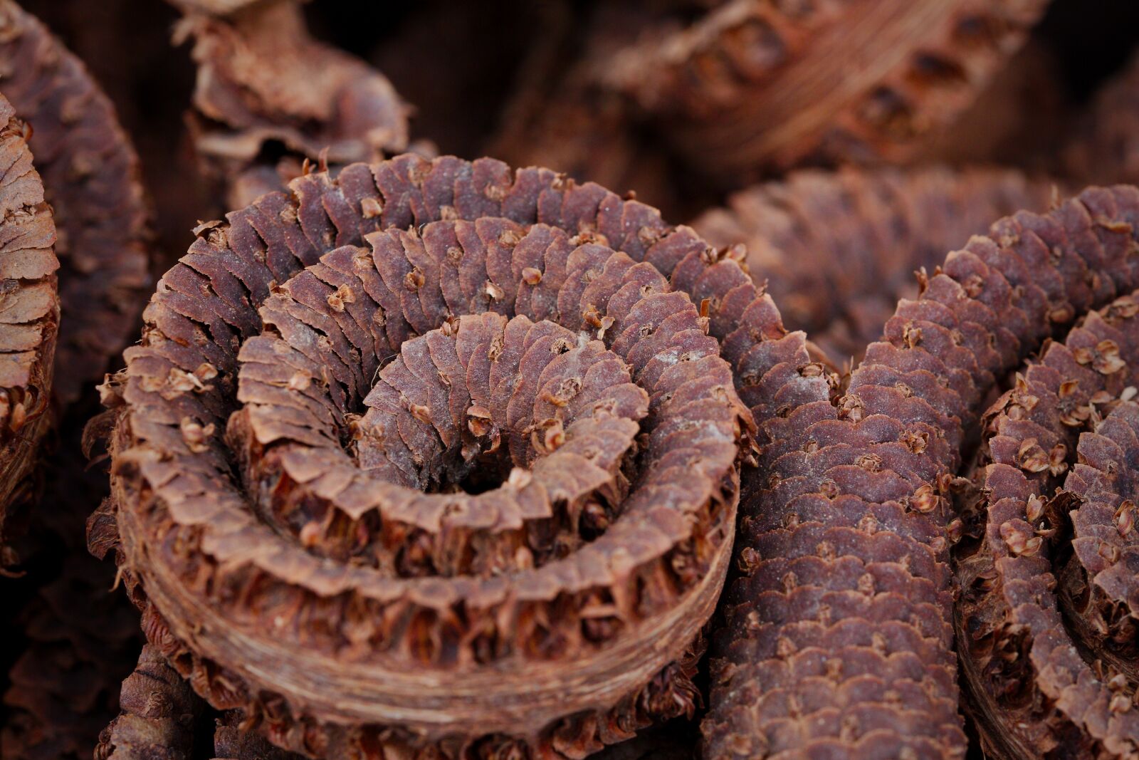 Canon EOS 6D sample photo. Nature, close up, wood photography