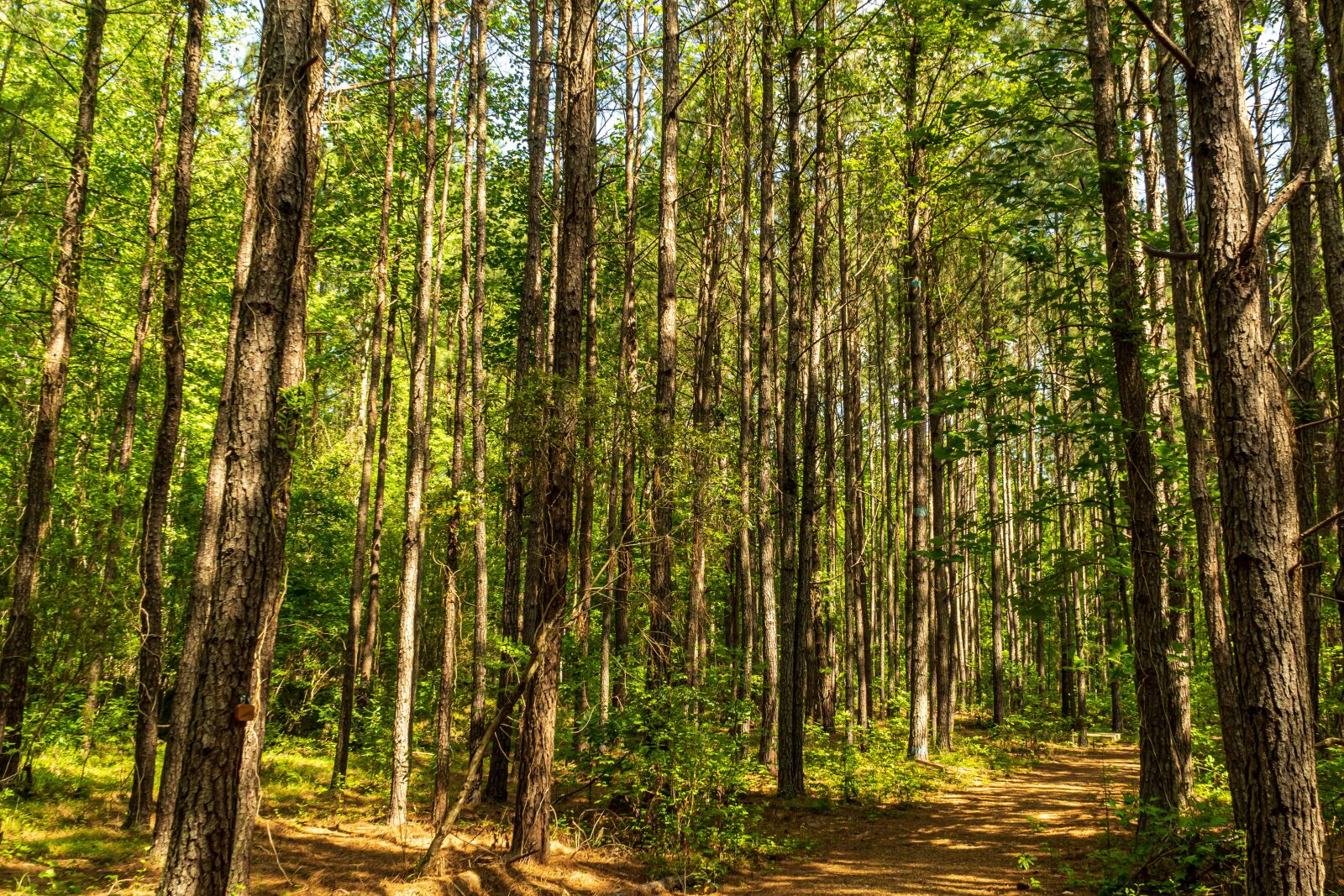 Sony E PZ 18-105mm F4 G OSS sample photo. April forest, state forest photography