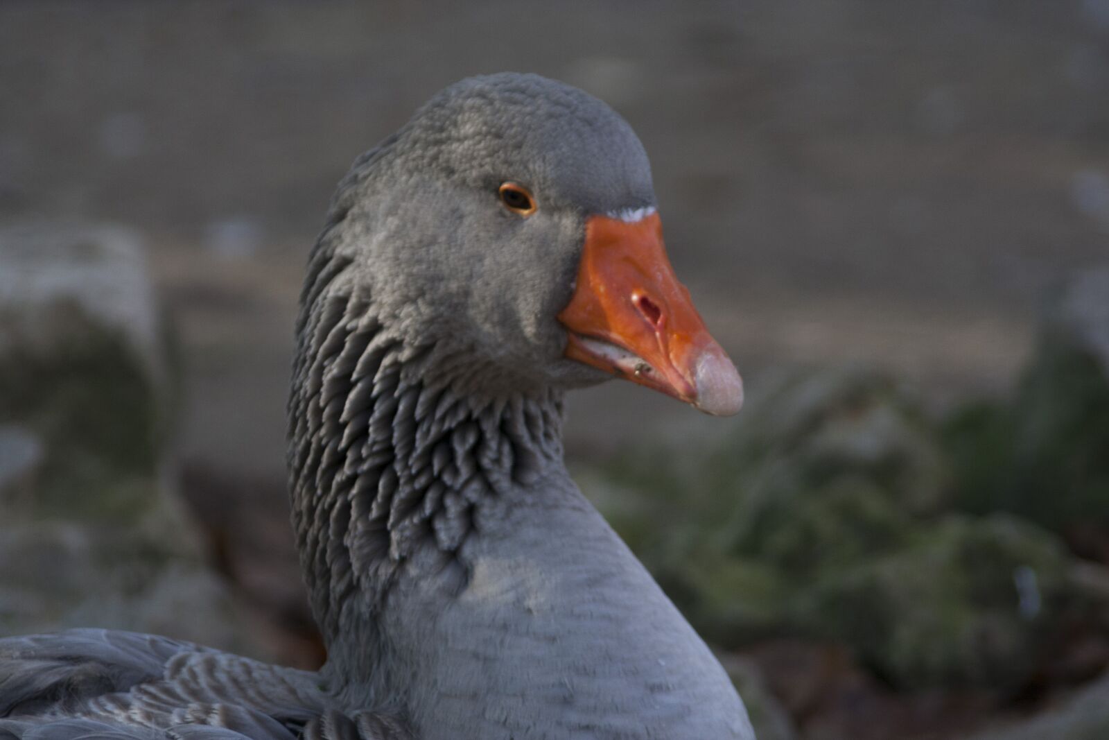 Canon EOS 350D (EOS Digital Rebel XT / EOS Kiss Digital N) sample photo. Oca, goose, birds photography