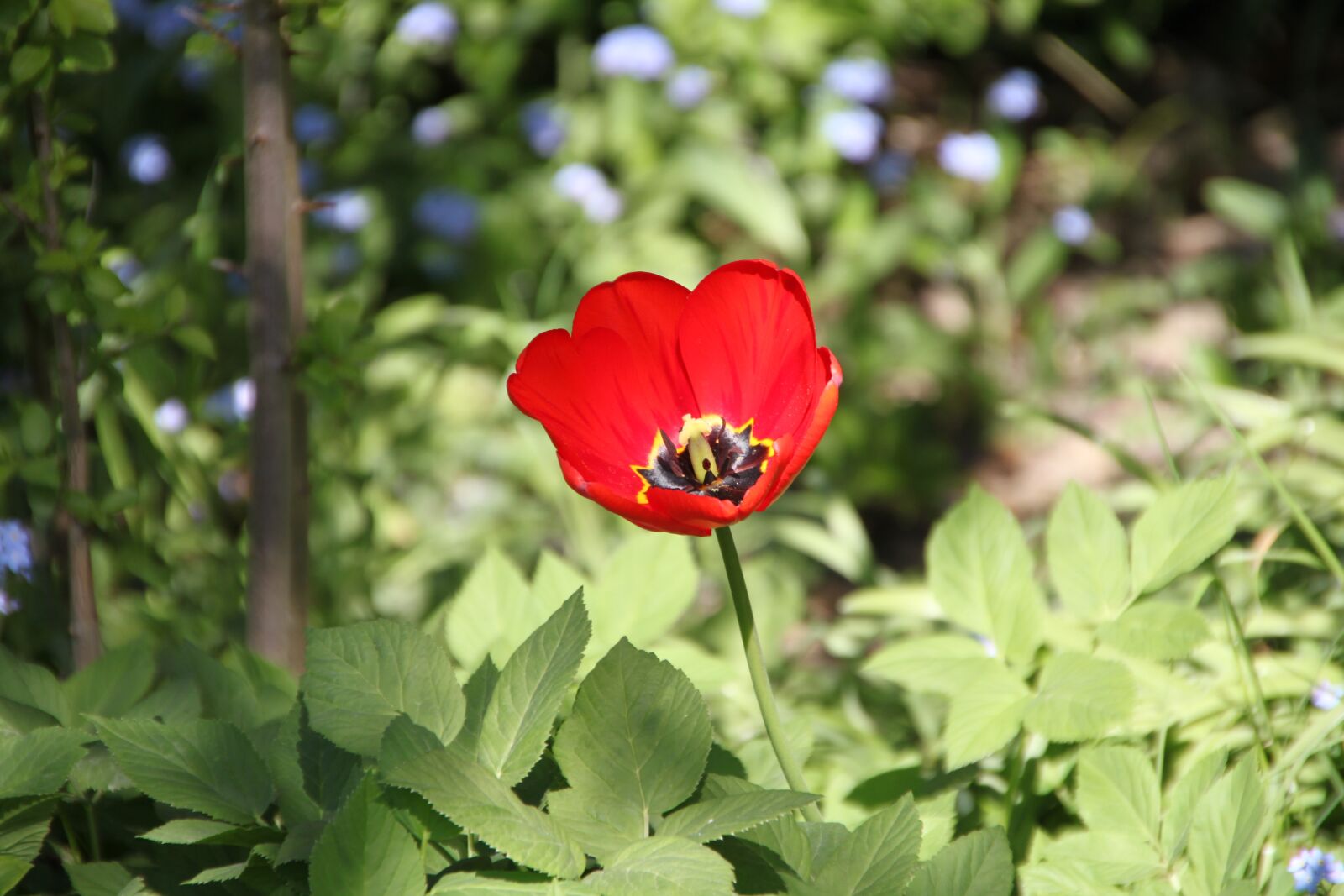 Canon EOS 500D (EOS Rebel T1i / EOS Kiss X3) sample photo. Tulip, flowers, spring photography