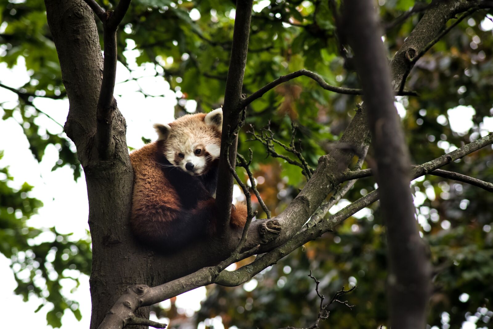 Nikon D750 sample photo. Animals, red panda, tree photography
