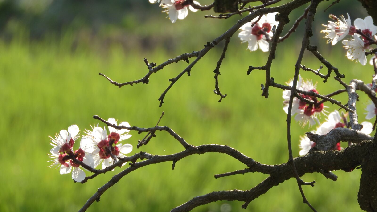 Nikon Coolpix P610 sample photo. Spring flowers, white flowers photography