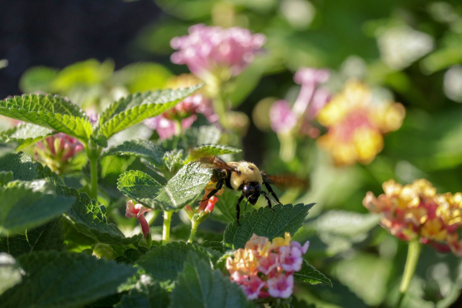 Canon EF-S 55-250mm F4-5.6 IS STM sample photo. Flowers, bee, leaves photography