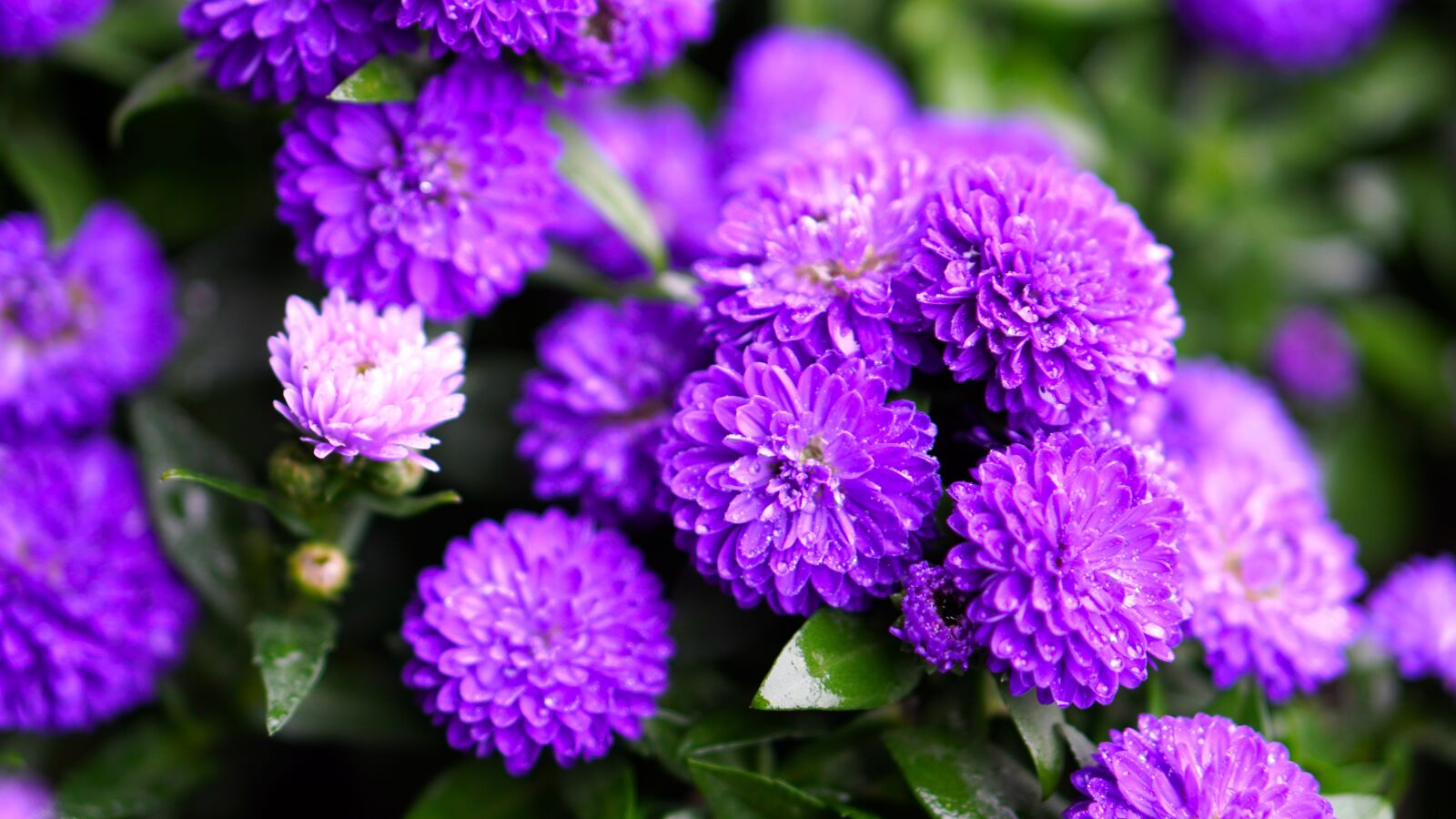 E 50mm F1.8 OSS sample photo. Herbstastern, blossom, bloom photography