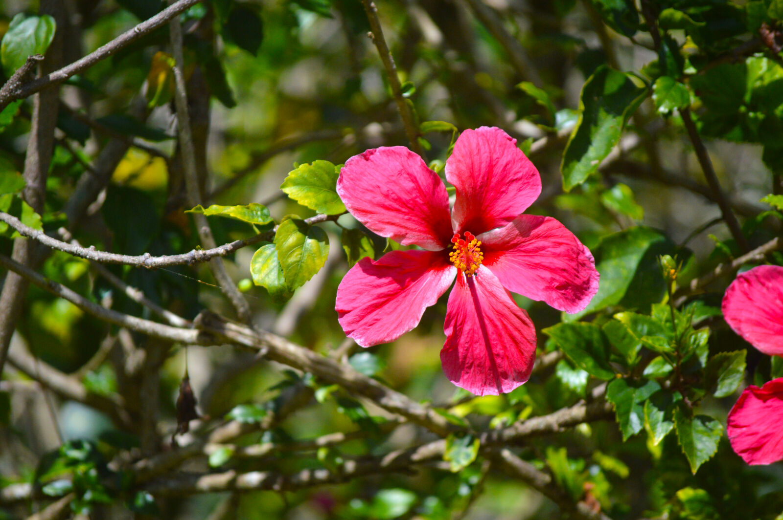 Nikon D3200 sample photo. Beautiful, flowers, bloom, blossom photography