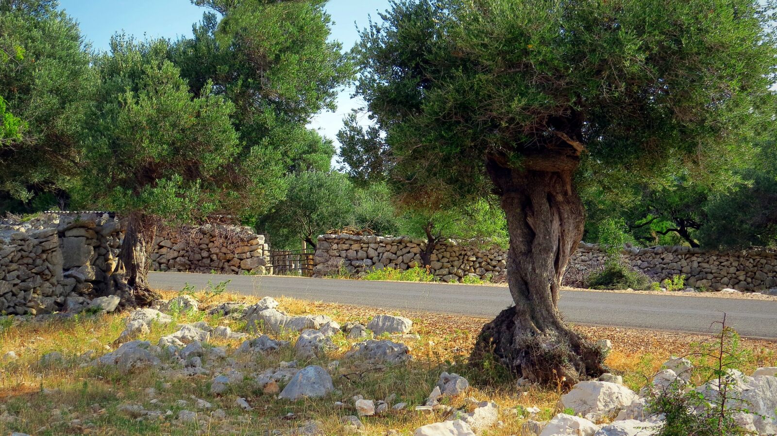 Canon PowerShot SX50 HS sample photo. The european olive, tree photography