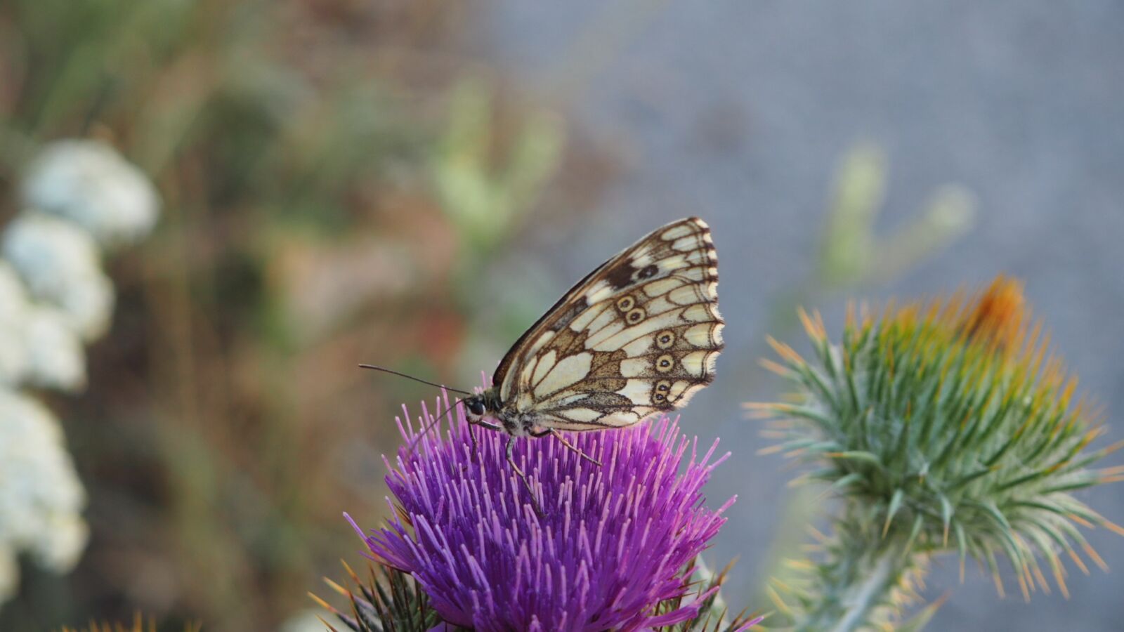 Olympus OM-D E-M10 II sample photo. Nature, insect, outdoor photography