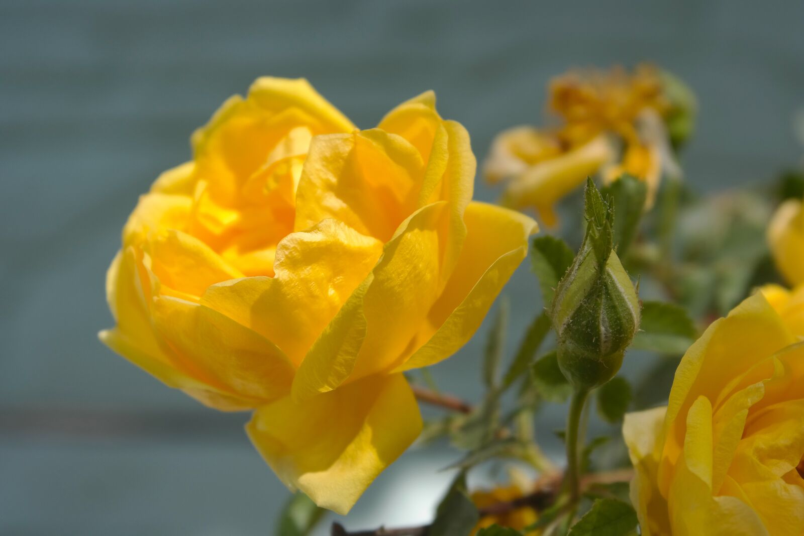 Samsung NX300 sample photo. Roses, yellow, garden photography