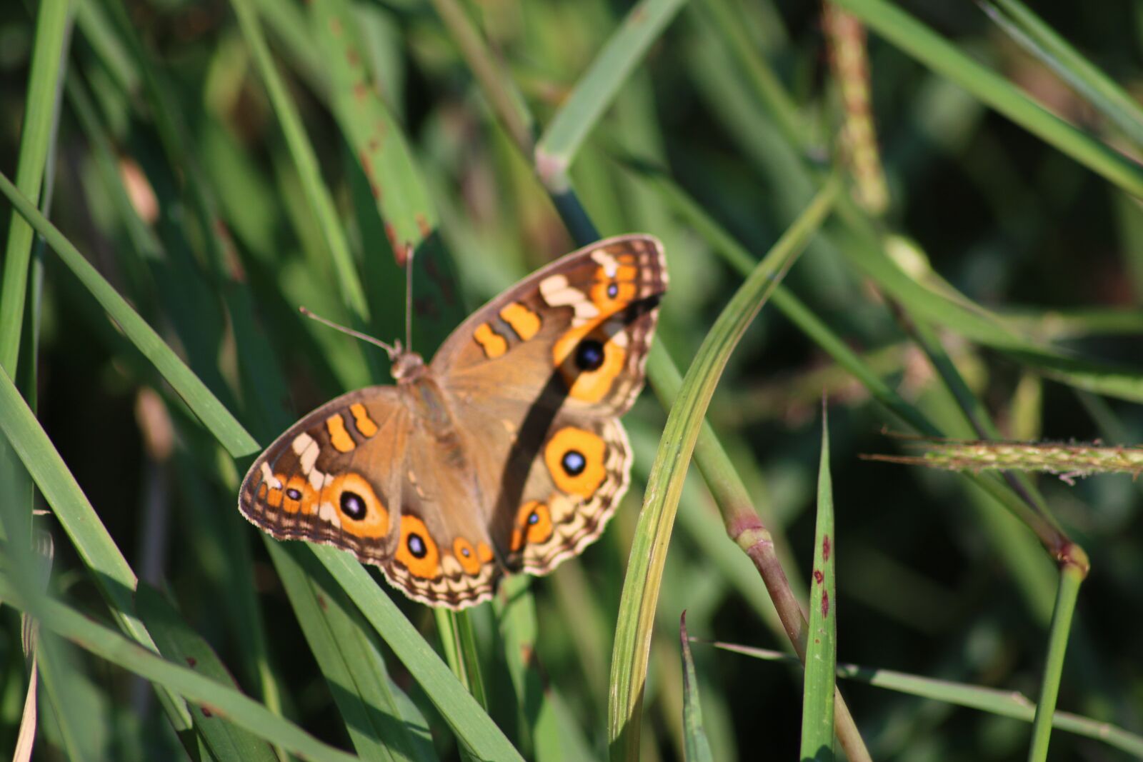 Canon EOS 70D sample photo. Butterfly, grass, nature photography