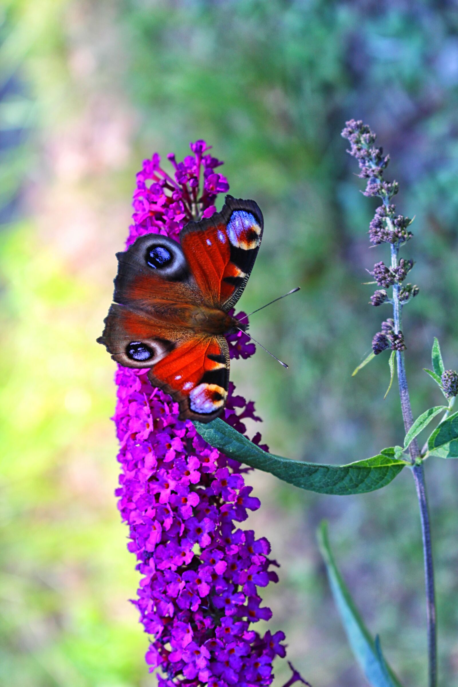 Canon EOS 700D (EOS Rebel T5i / EOS Kiss X7i) sample photo. Butterfly, kid stories, butterfly photography