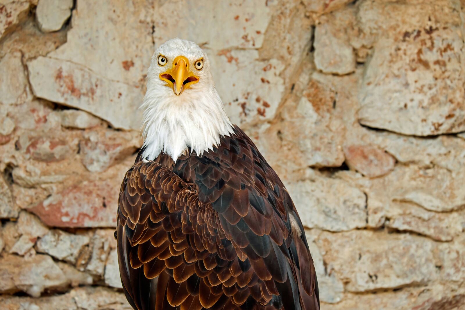 Fujifilm X-T10 + Fujifilm XC 50-230mm F4.5-6.7 OIS sample photo. Adler, bald eagle, bird photography