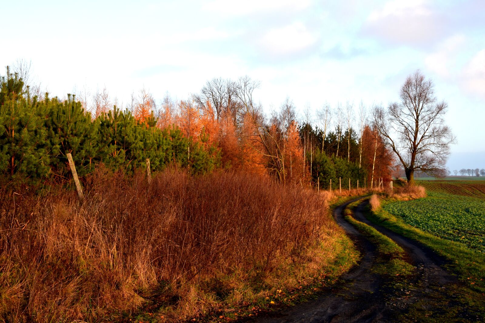 Nikon D5300 sample photo. Autumn, path, forest photography