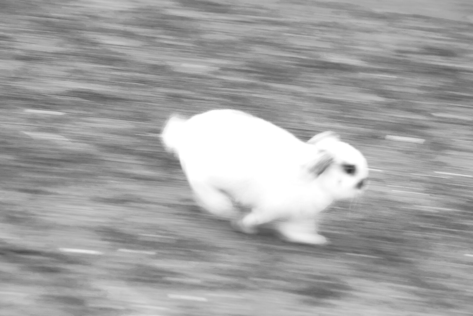 Canon EF-S 55-250mm F4-5.6 IS sample photo. Bunny, rabbit, art photography