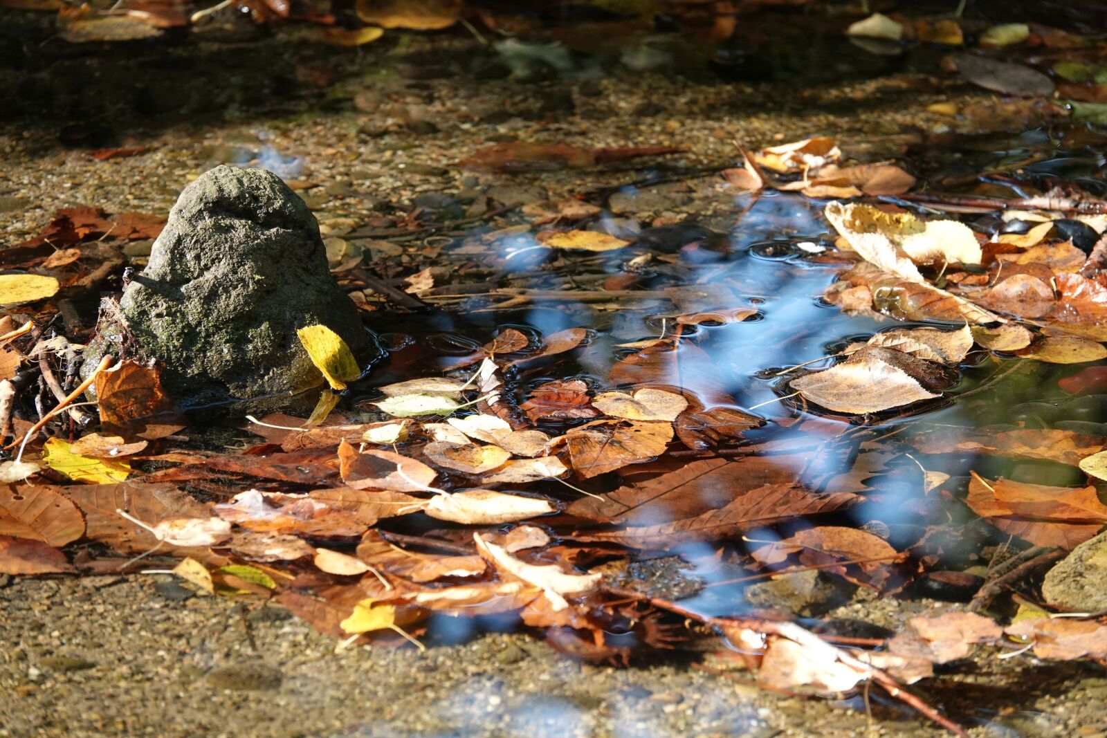 Sony Cyber-shot DSC-RX10 IV sample photo. Fall foliage, water, bach photography
