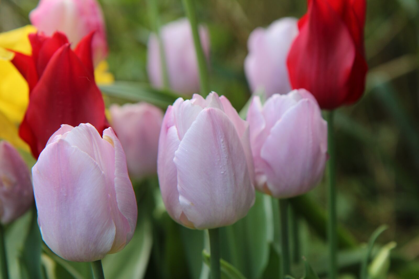 Canon EOS 600D (Rebel EOS T3i / EOS Kiss X5) sample photo. Tulips, tulips pink, tulip photography
