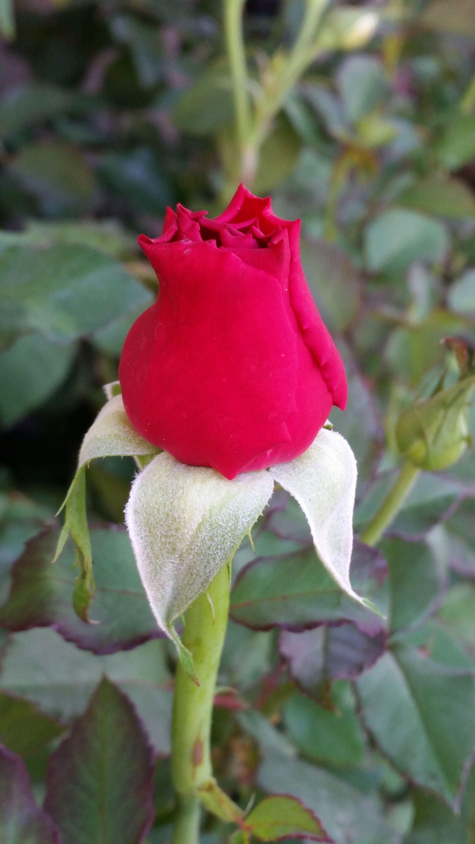 Samsung Galaxy S5 sample photo. Flower, rose, flowers photography