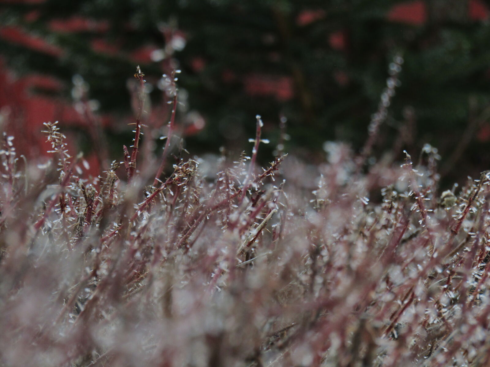 Canon PowerShot SX420 IS sample photo