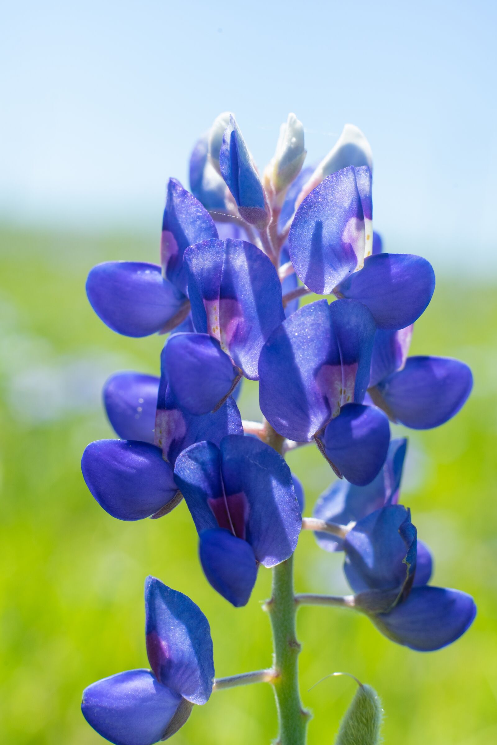 Sony a7 II + Sony FE 50mm F1.8 sample photo. Blue bonnet, texas, outdoor photography