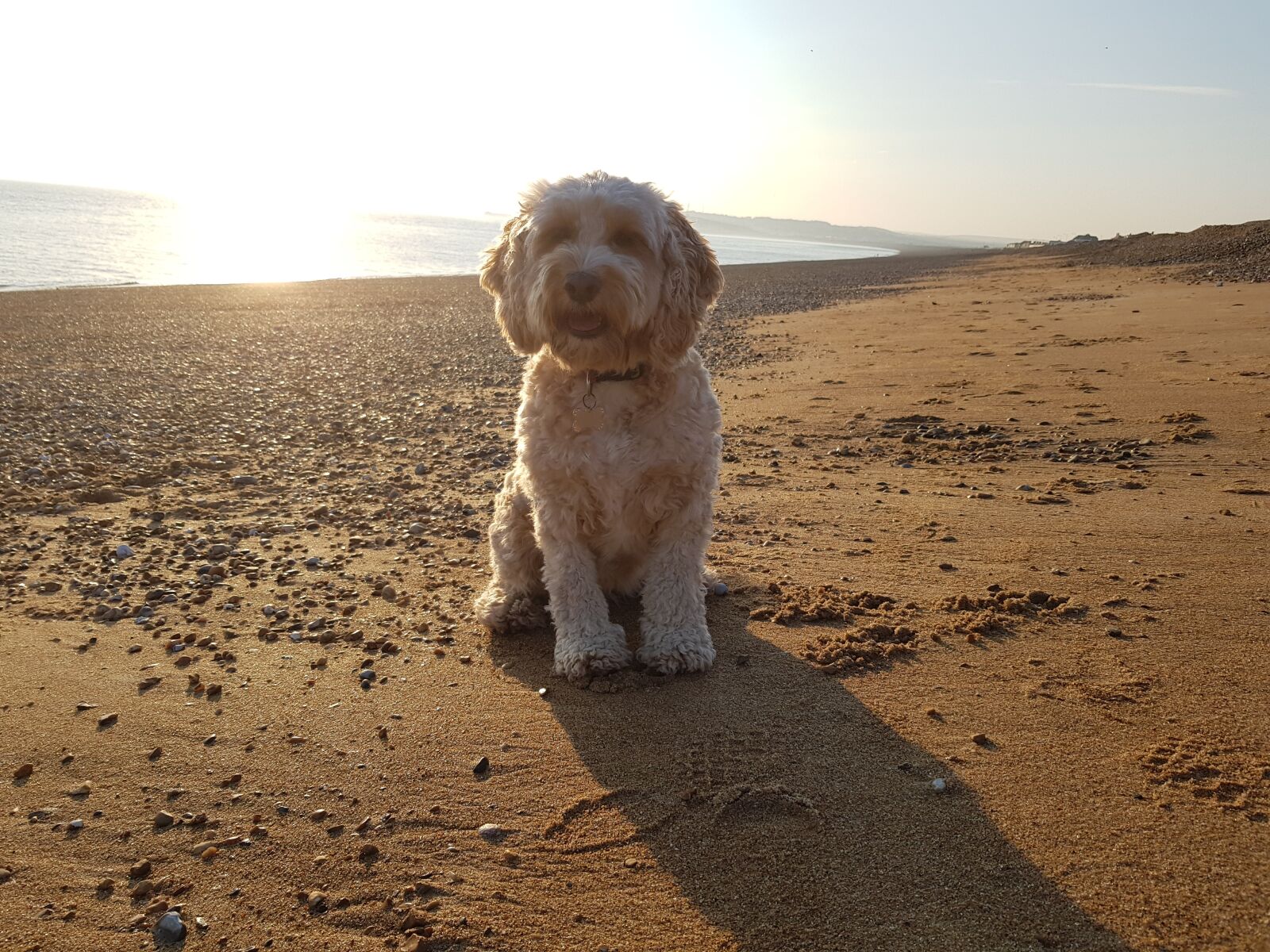 Samsung SM-G950F sample photo. Cockapoo, dog, puppy photography