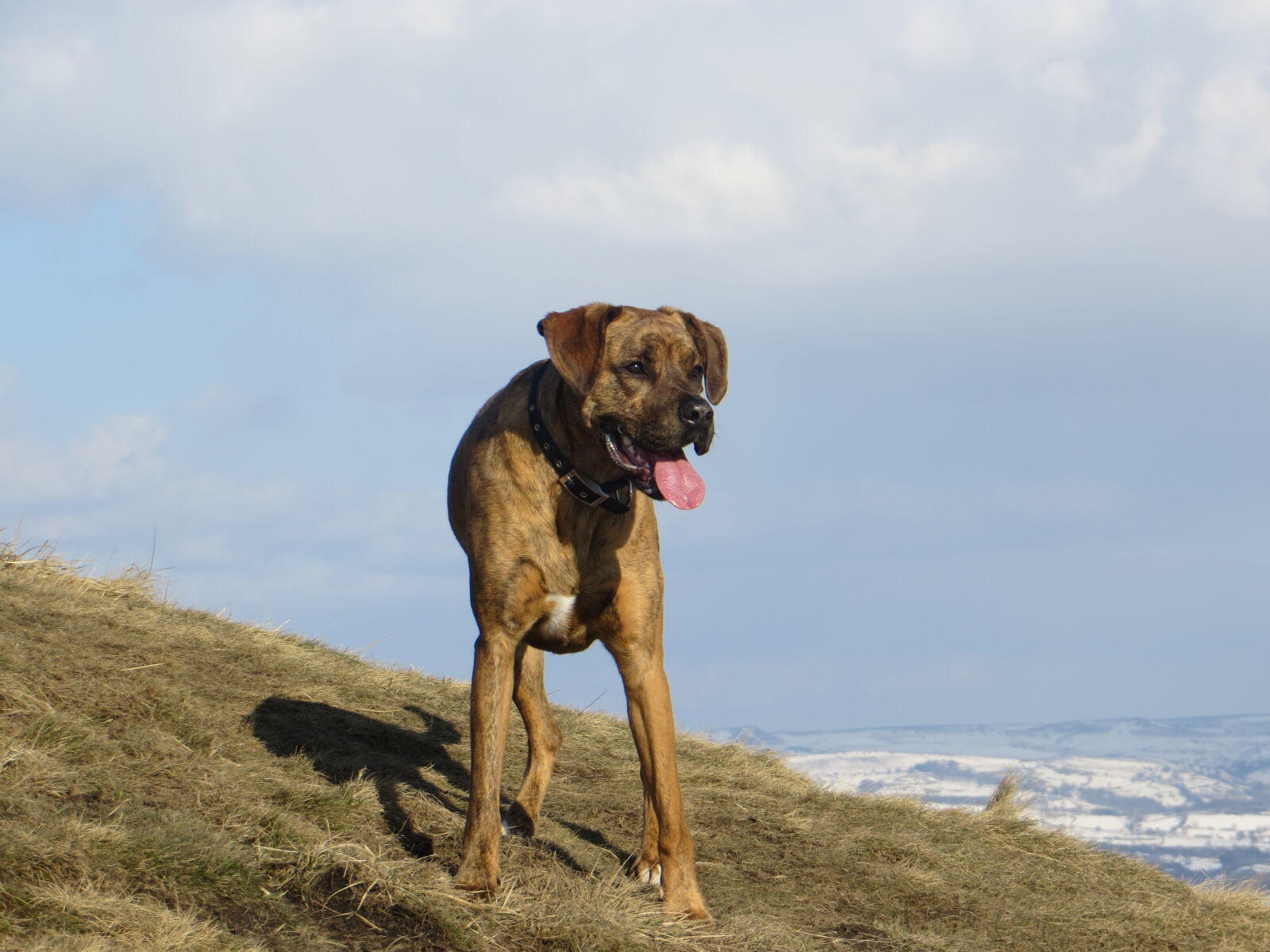 Canon PowerShot SX260 HS sample photo. Boxador, boxer, cross, derbyshire photography