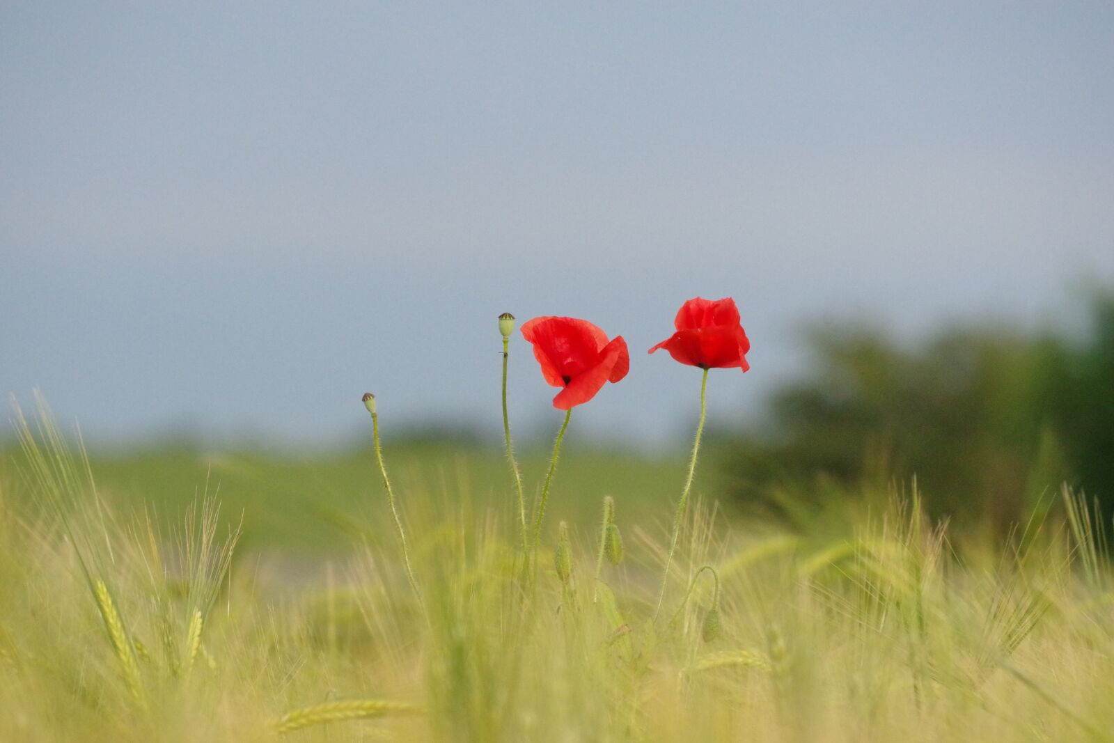 Pentax K-70 sample photo. Poppy, barley field, nature photography