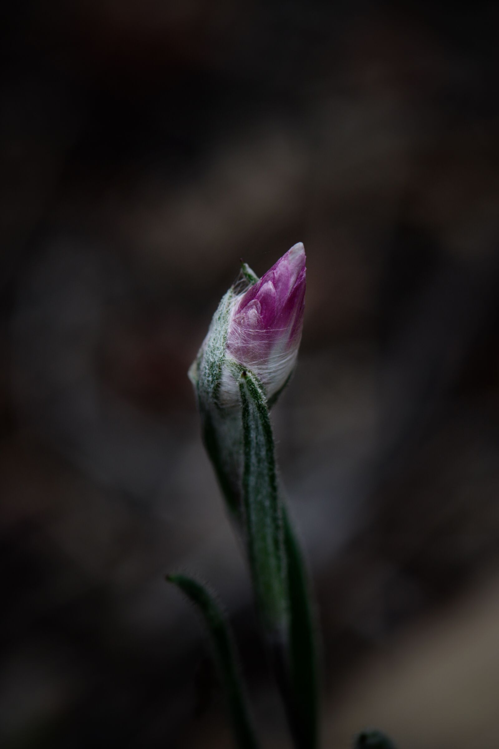 Nikon D3300 sample photo. Bud, flower, blooming photography