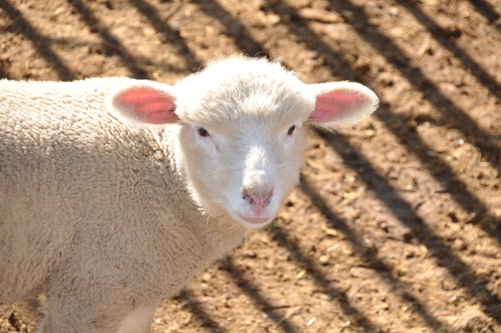 Nikon D90 sample photo. Sheep, farm, animals photography