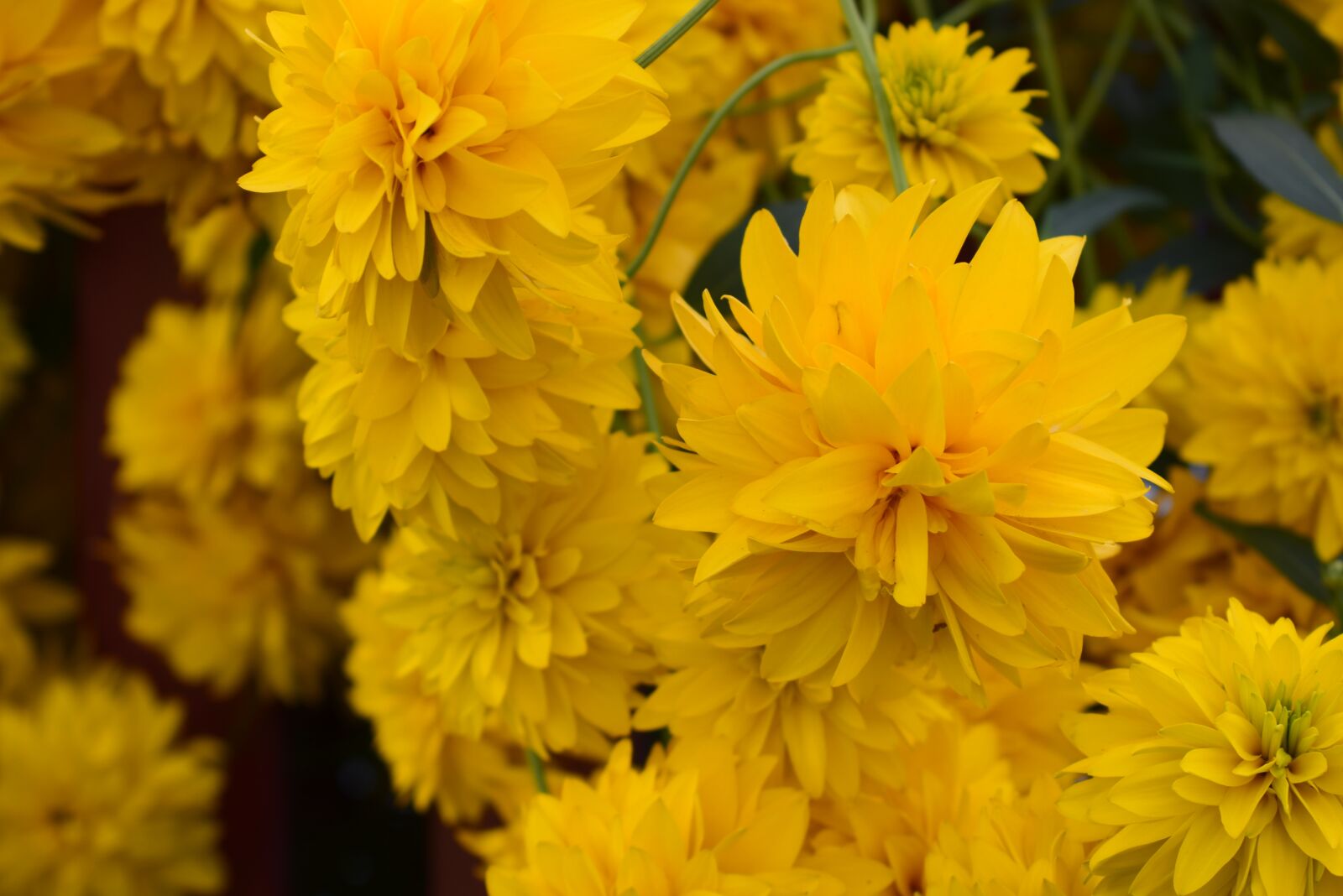 Nikon D3300 sample photo. Flowers, yellow, beauty photography