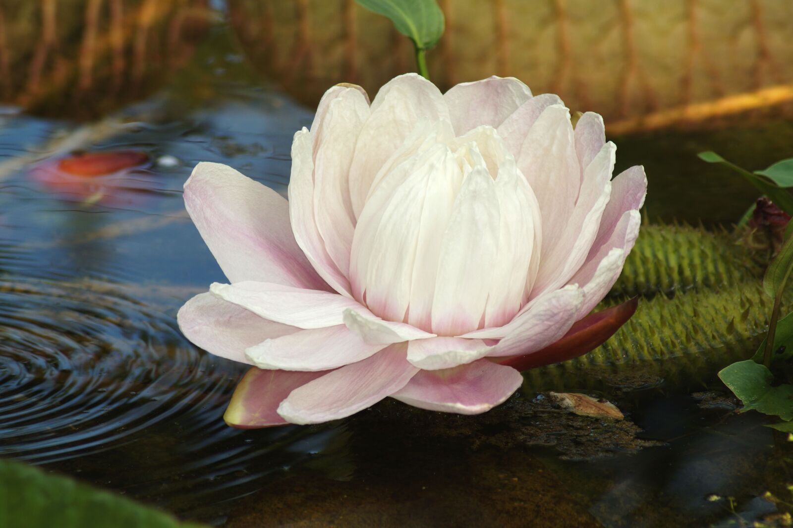 Sony SLT-A58 sample photo. Water lily, lotus, lotus photography