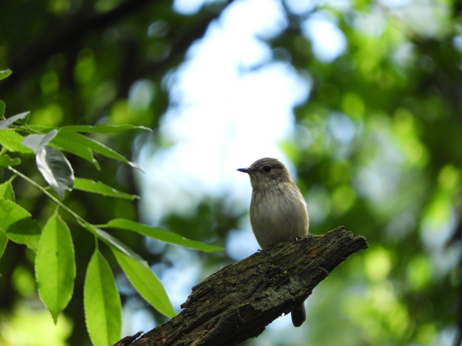 Nikon Coolpix B700 sample photo. Bird, branch, forest photography