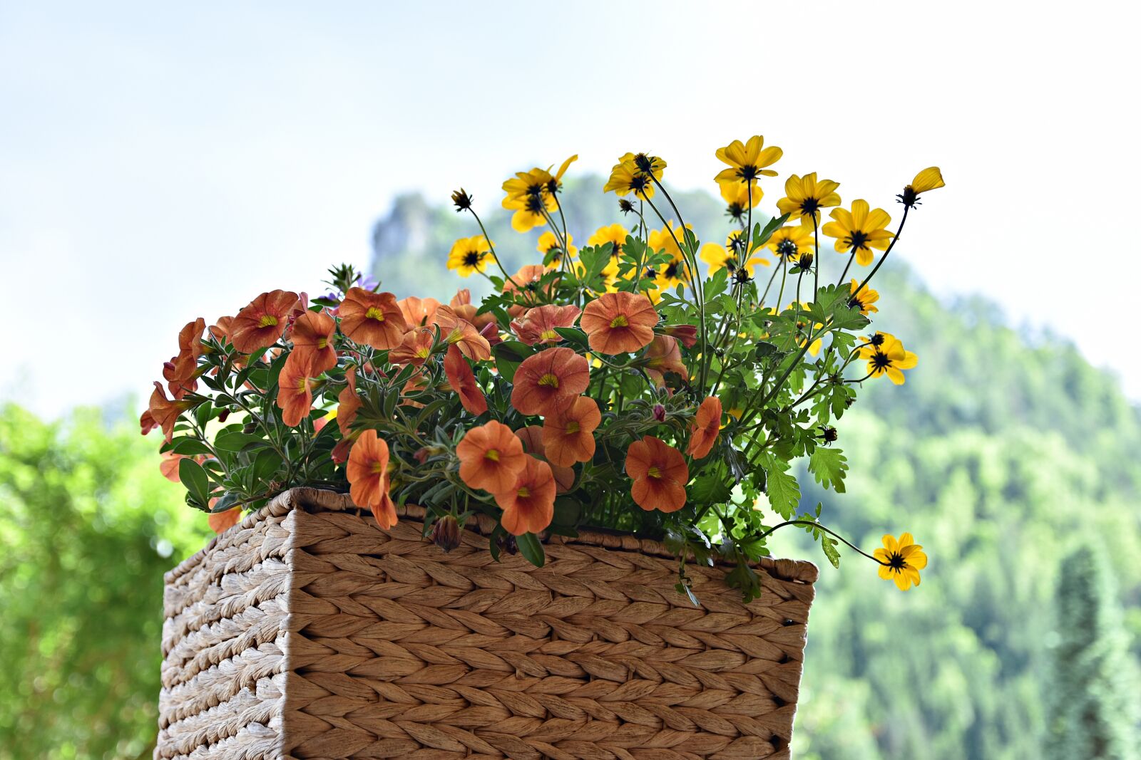 Nikon D3400 sample photo. Flower, nature, plant photography
