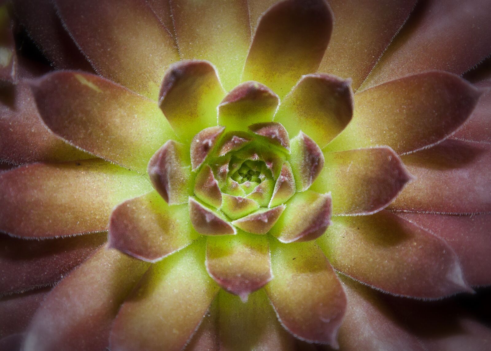 Canon EOS 50D + Canon EF 24-105mm F4L IS USM sample photo. Succulent, garden, nature photography