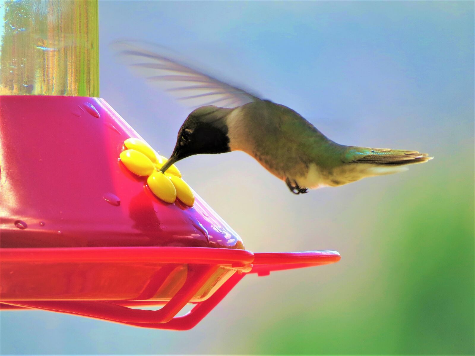 Canon PowerShot SX50 HS sample photo. Humming bird, in flight photography