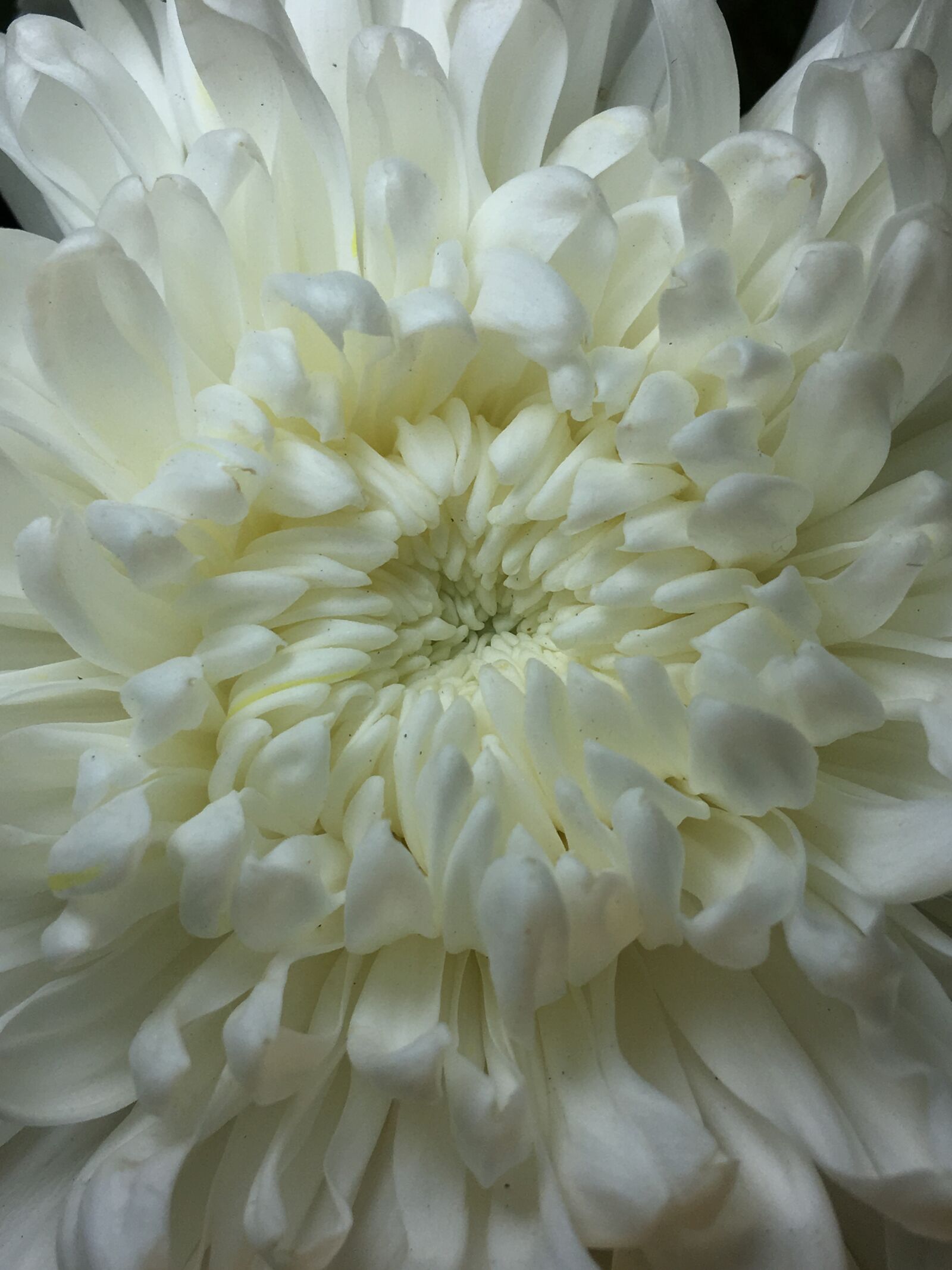 Apple iPhone 6s Plus sample photo. White flower, white petals photography