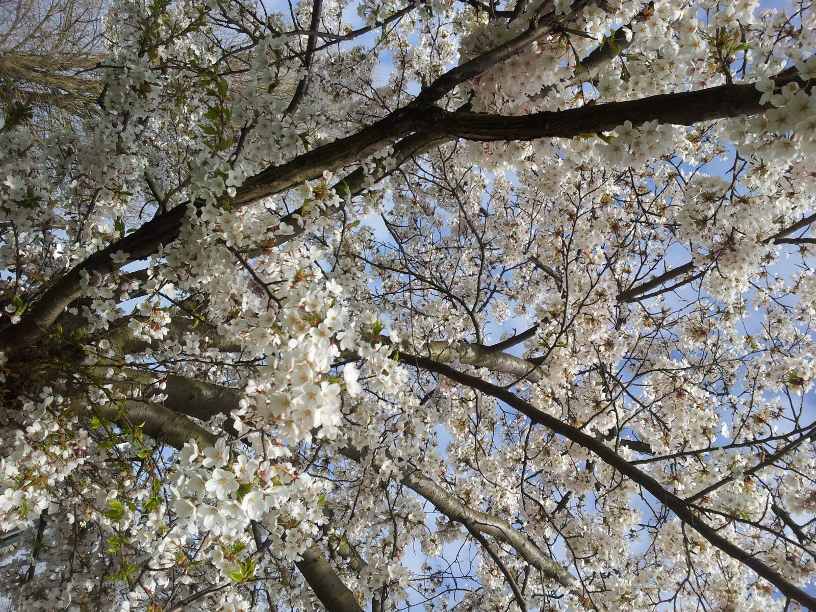 Samsung Galaxy S2 sample photo. Blossom, tree, spring photography