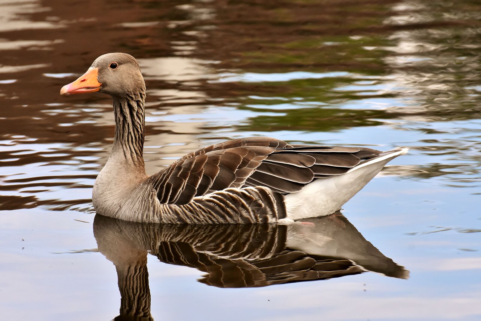 Nikon D7200 sample photo. Goose, wild goose, pond photography