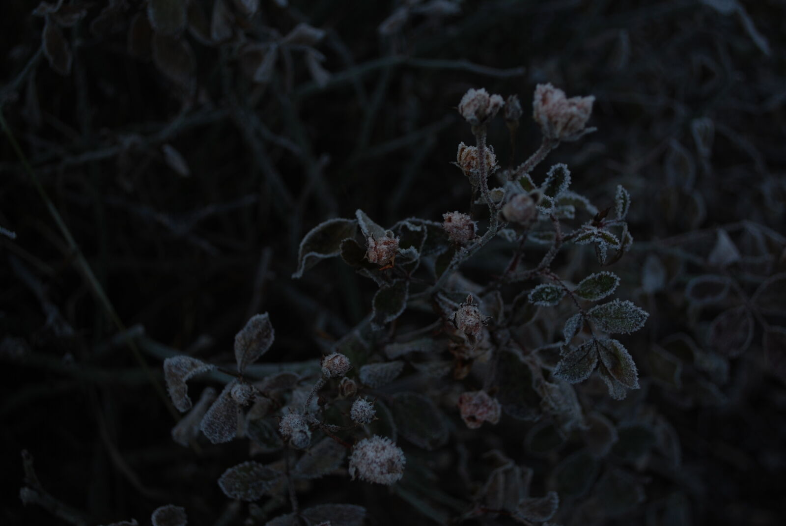 Nikon D60 sample photo. Dark, flowers, freeze, garden photography