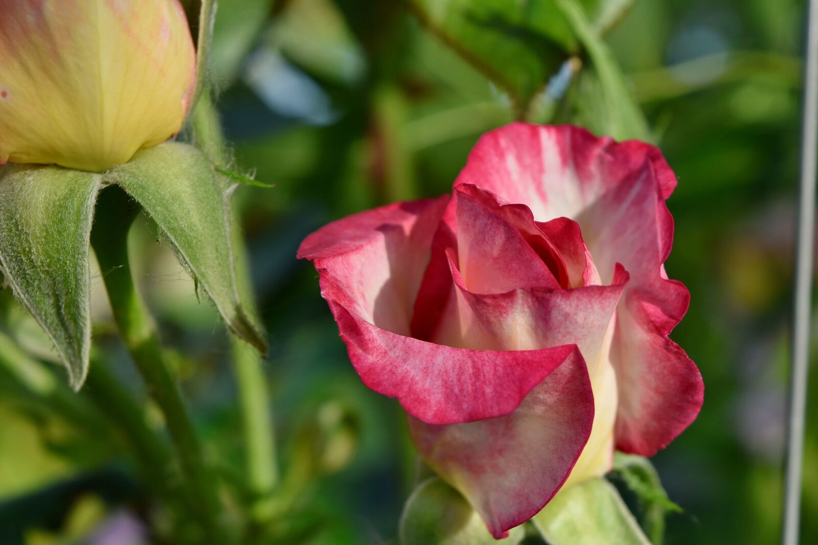 Nikon D5500 sample photo. Flower, rose, leaf, petal photography