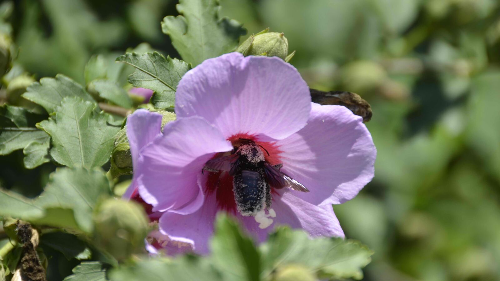 Nikon D7000 sample photo. Nature, flower, floral photography