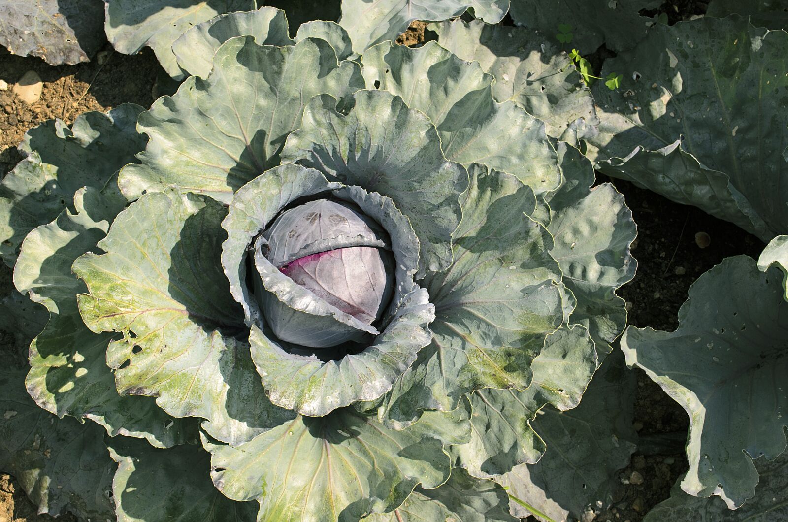 Nikon D5100 sample photo. Flora, nature, garden photography