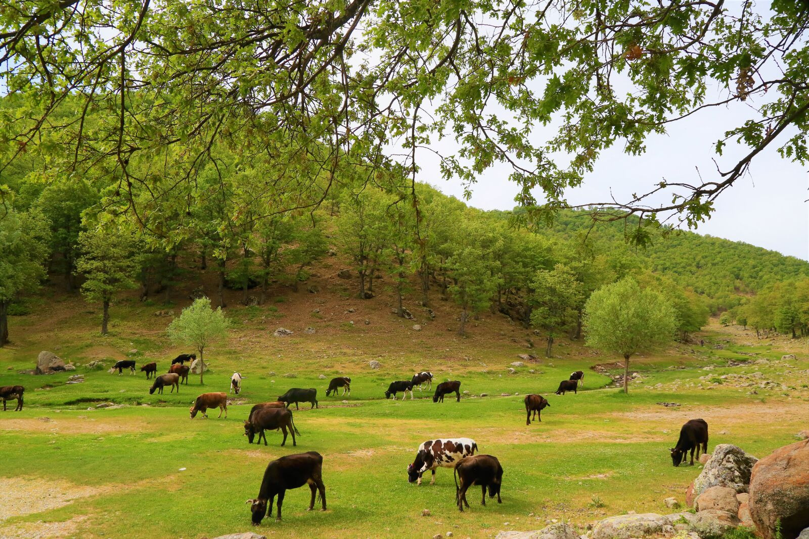 Canon EF 24-105mm F4L IS USM sample photo. Cattle, animal, grassland photography