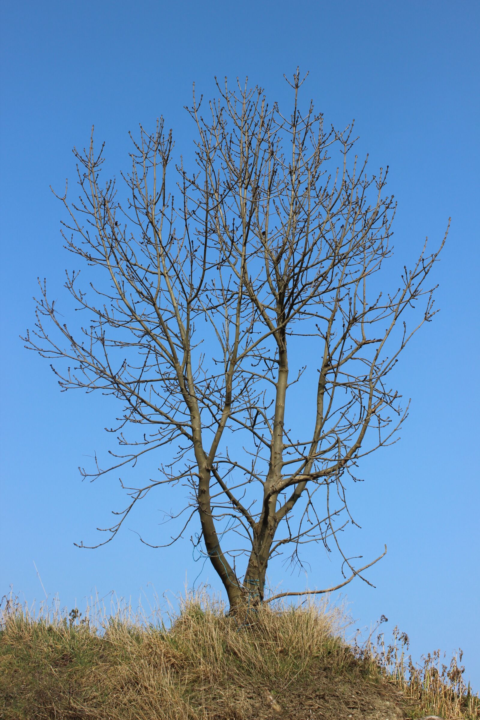 Canon EOS 600D (Rebel EOS T3i / EOS Kiss X5) sample photo. Bare shaft, nature, winter photography