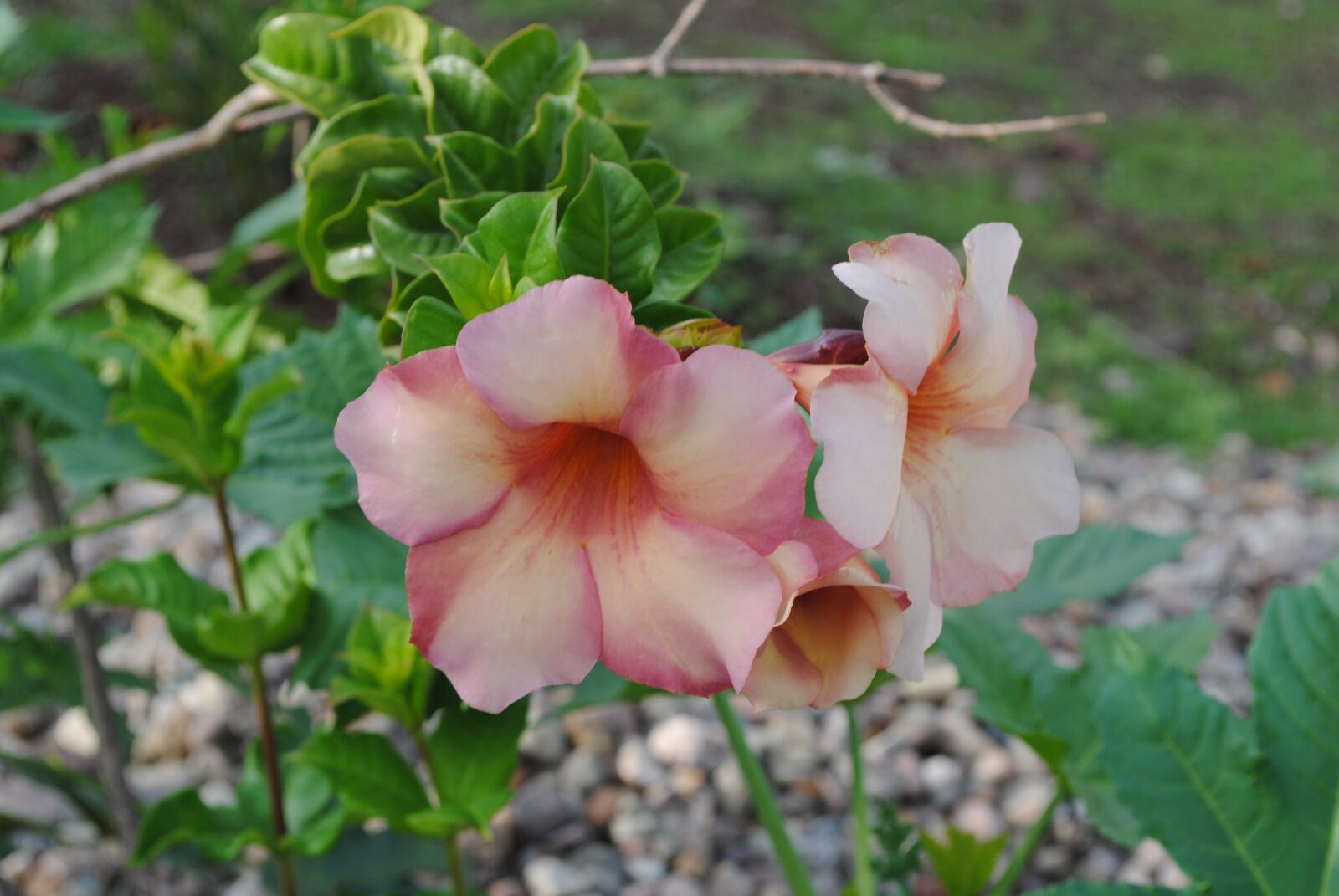 Nikon D3000 sample photo. Flower, wild, botany photography