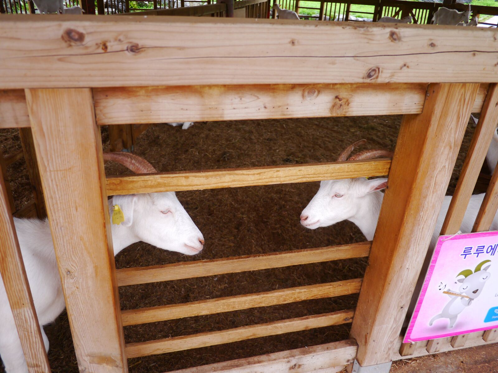 Panasonic Lumix DMC-GX1 sample photo. Goat, animal, mirror margins photography